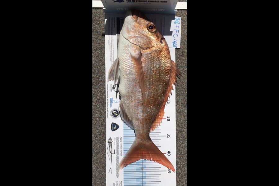 Lynka Harison caught this 42.0cm Snapper at Noisies during The Export NZ Fishing Competition