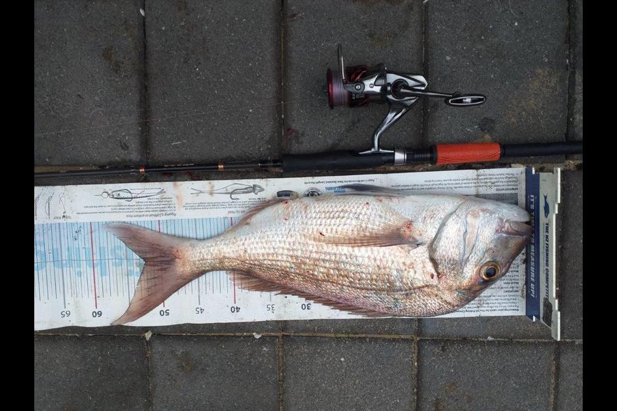 Mark Piskulic caught this 52.0cm Snapper at Doubtless Bay during The Export NZ Fishing Competition