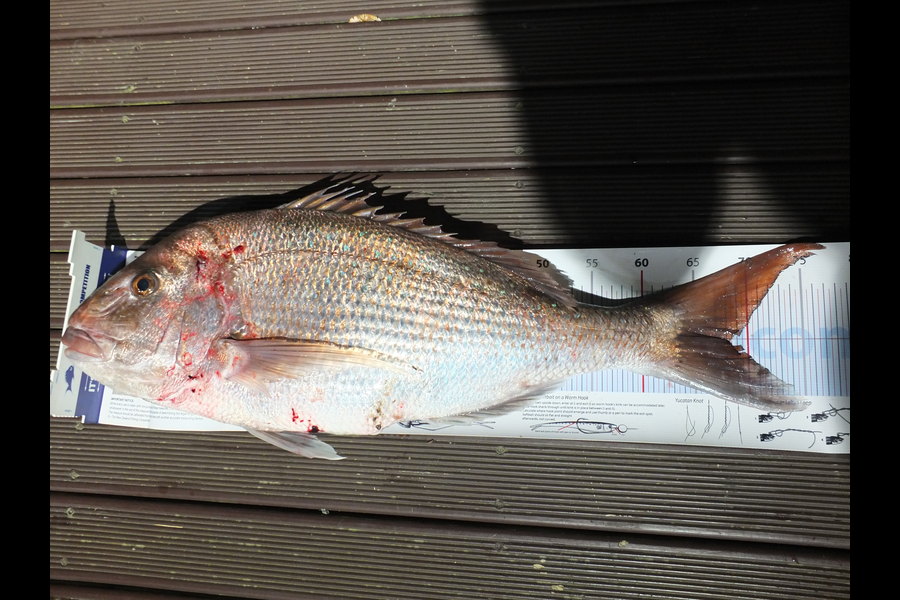 Mark Francis caught this 68.0cm Snapper at Pukerua Bay during The Export NZ Fishing Competition