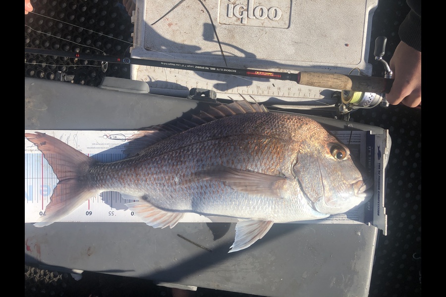 Brent Wall caught this 66.5cm Snapper at Cape Karikari during The Export NZ Fishing Competition