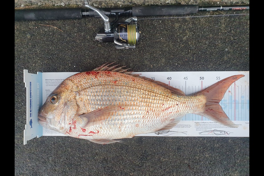 Hamish Woods caught this 55cm Snapper at Mana during The Export NZ Fishing Competition