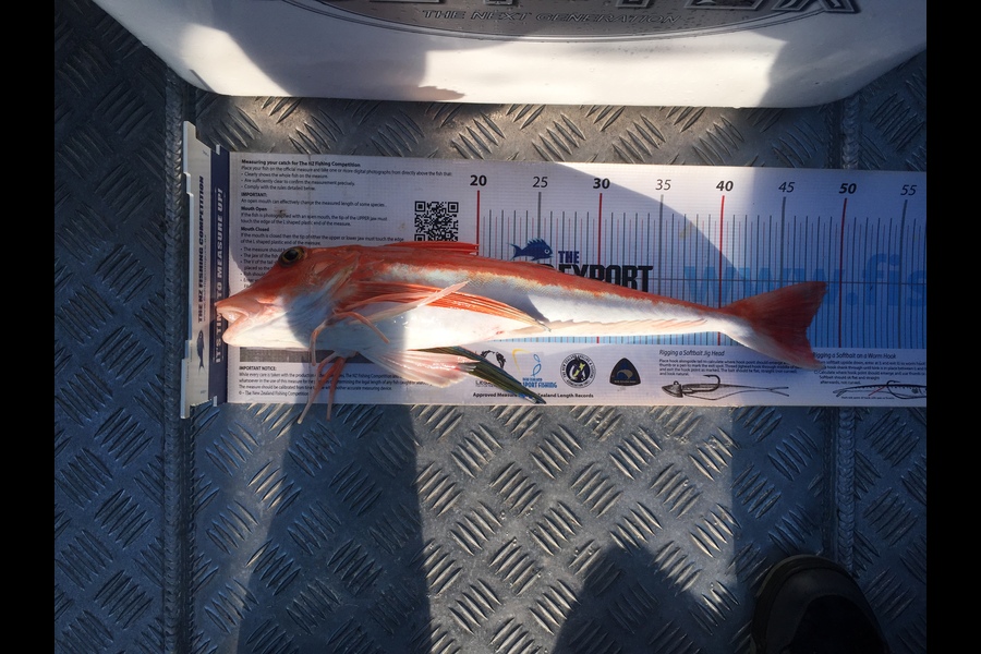 Scott Marriott caught this 47.0cm Gurnard at Kapiti  during The Export NZ Fishing Competition