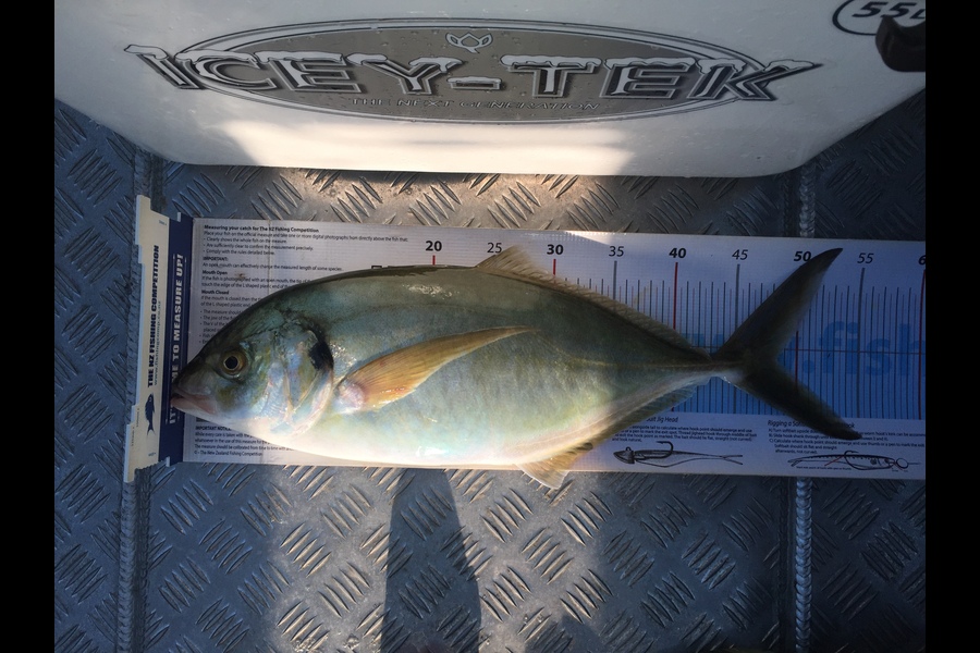 Scott Marriott caught this 48.0cm Trevally at Kapiti  during The Export NZ Fishing Competition