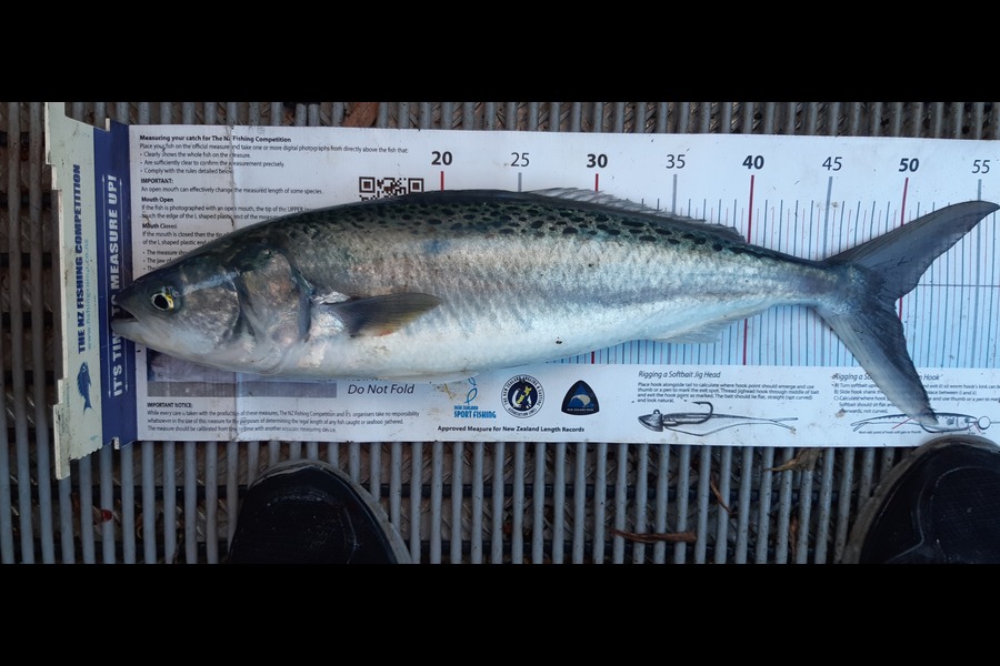 Dan Musson caught this 49.5cm Kahawai at Welly west during The Export NZ Fishing Competition