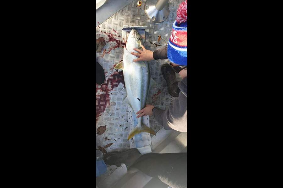 Kieran  Rawlinson caught this 91.5cm Kingfish at Kapiti  during The Export NZ Fishing Competition