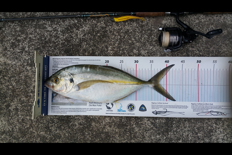 Alec  Saunders caught this 37.5cm Trevally at Mototapu during The Export NZ Fishing Competition