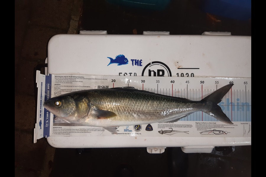 Nigel Boreham caught this 54.5cm Kahawai at Firth of Thames  during The Export NZ Fishing Competition