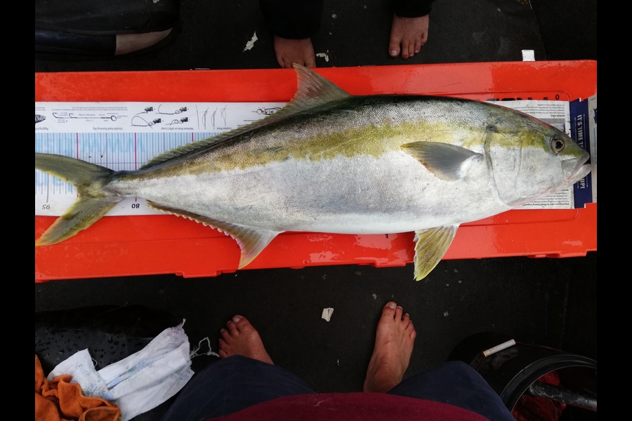 Mark  Cameron  caught this 90.0cm Kingfish at Thames  during The Export NZ Fishing Competition