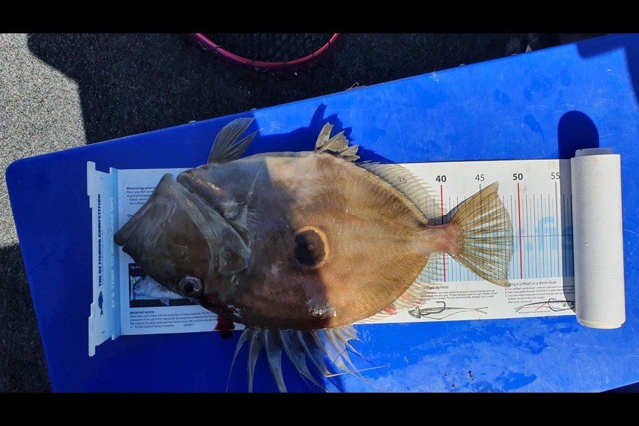 Gary Williamson caught this 48.5cm John Dory at Rangitoto during The Export NZ Fishing Competition