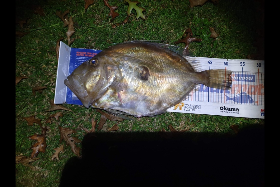 Simon Borich caught this 52.0cm John Dory at Kawau during The Export NZ Fishing Competition