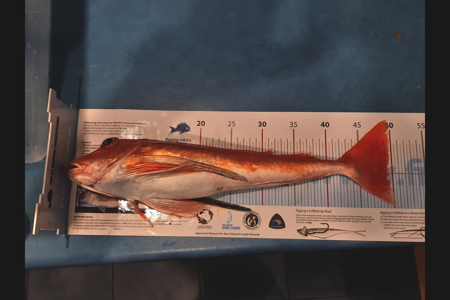 Corrie  Scheepers  caught this 49.5cm Gurnard at Kapiti  during The Export NZ Fishing Competition