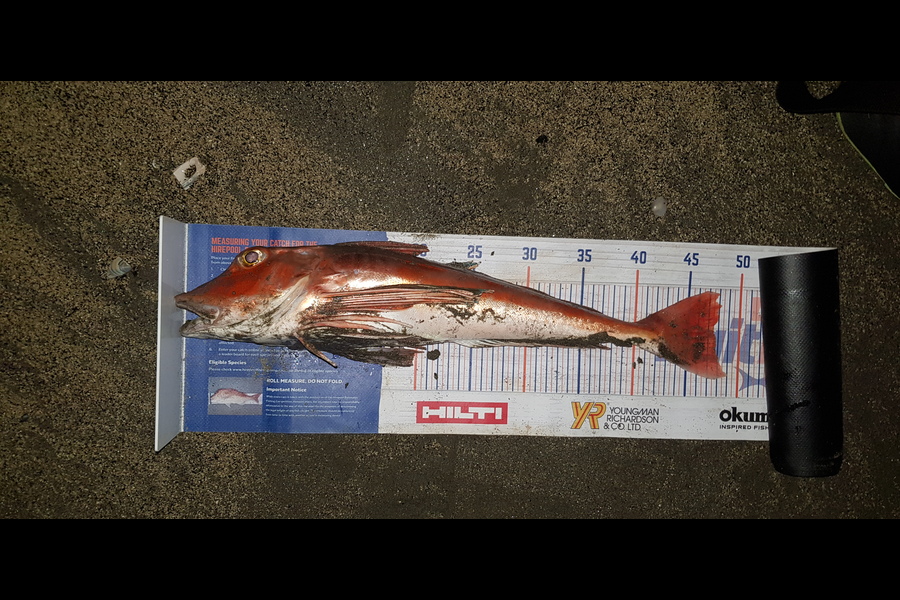 Scott Campbell caught this 47.5cm Gurnard at Kapiti during The Export NZ Fishing Competition