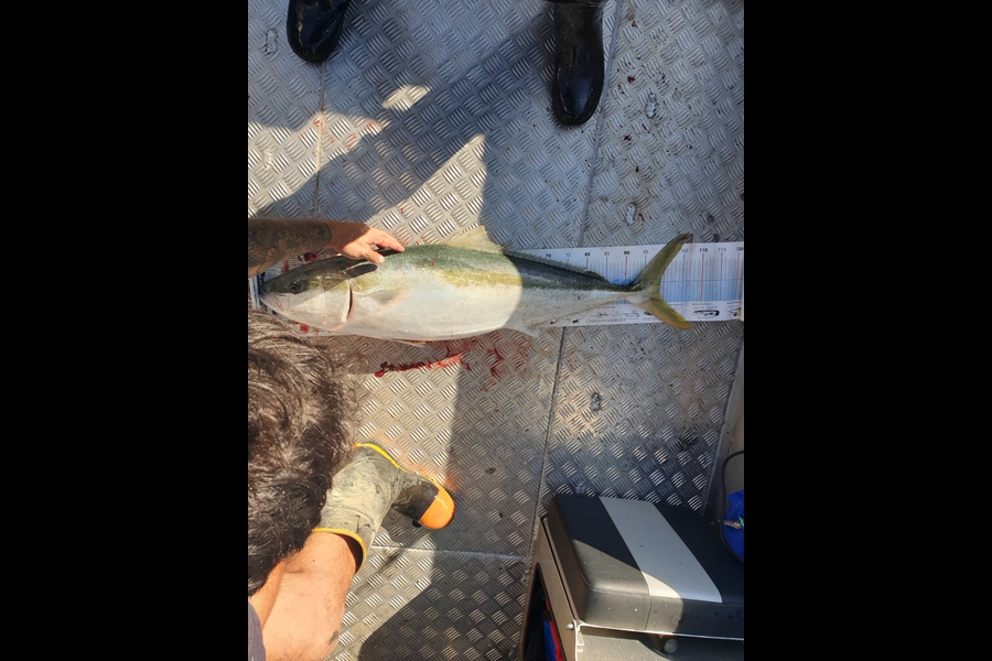Kieran  Rawlinson caught this 99.0cm Kingfish at Kapiti  during The Export NZ Fishing Competition