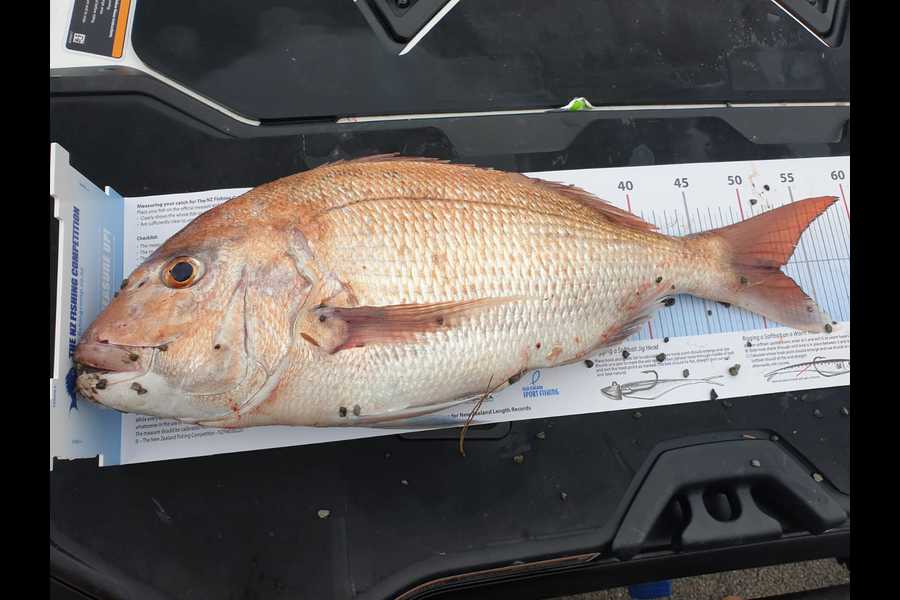 Riki Wilson caught this 52cm Snapper at Tangimoana during The Export NZ Fishing Competition