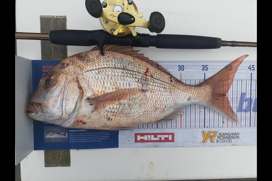 Mathew Goodall caught this 39.5cm Snapper at Kaiaua during The Export NZ Fishing Competition