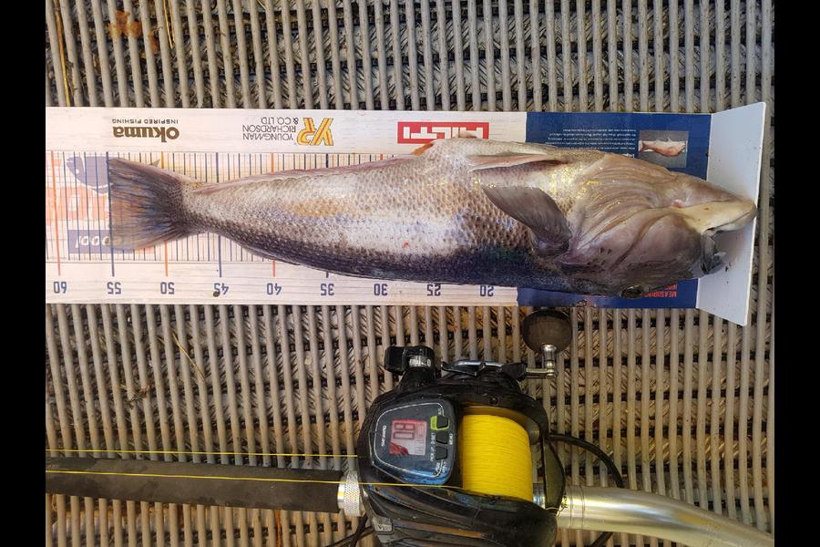 Chris Birch caught this 55cm Blue Cod at Dunedin during The Export NZ Fishing Competition