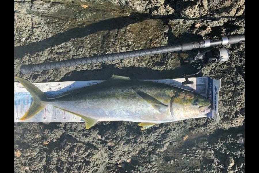 Mark Piskulic caught this 85.0cm Kingfish at Far north during The Export NZ Fishing Competition