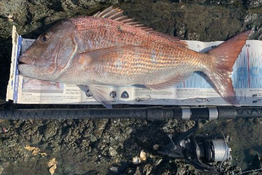 Mark Piskulic caught this 65cm Snapper at Far north during The Export NZ Fishing Competition
