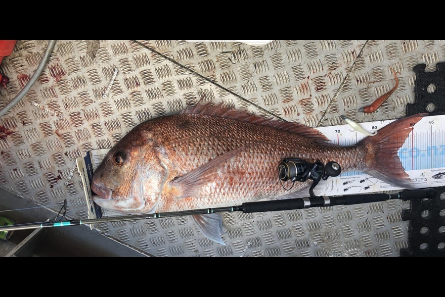Curtis  Harris caught this 85.5cm Snapper at Houhora during The Export NZ Fishing Competition