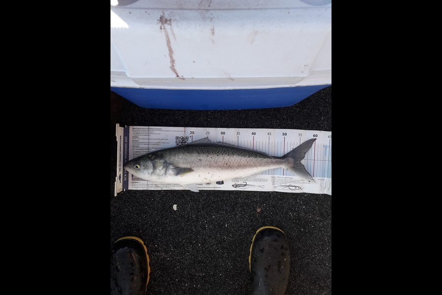 Daniel Primmer caught this 54.5cm Kahawai at Tasman bay during The Export NZ Fishing Competition
