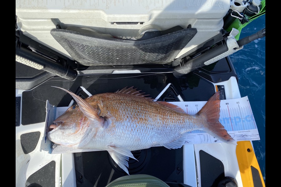 Andrew Hill caught this 74.5cm Snapper at Parengarenga during The Export NZ Fishing Competition