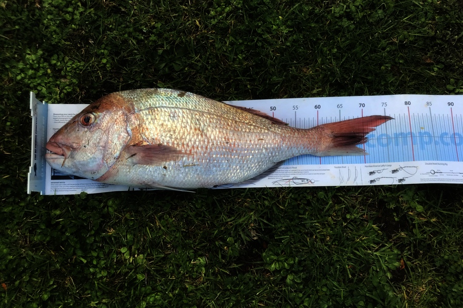Milan Wilson caught this 67.0cm Snapper at Little barrier  during The Export NZ Fishing Competition