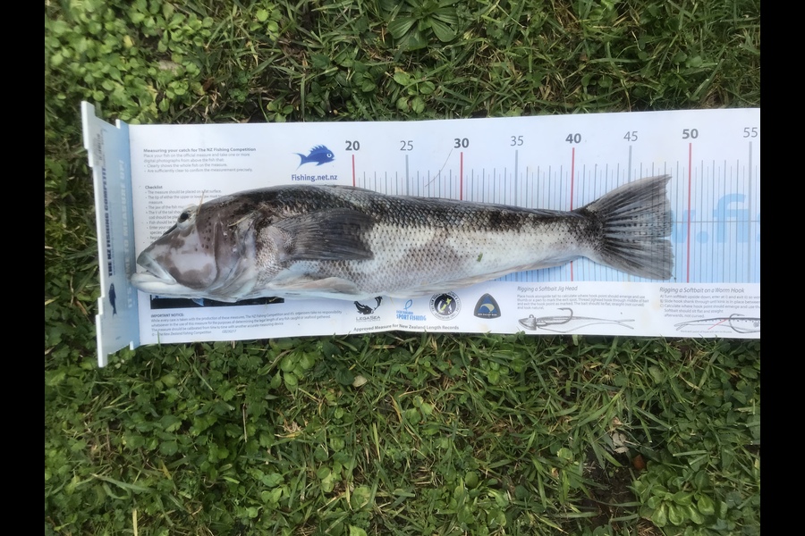 Milan Wilson caught this 48.5cm Blue Cod at Little barrier  during The Export NZ Fishing Competition