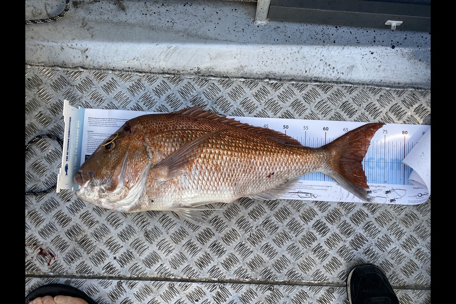 Tim Robertshaw caught this 69cm Snapper at Auckland during The Export NZ Fishing Competition