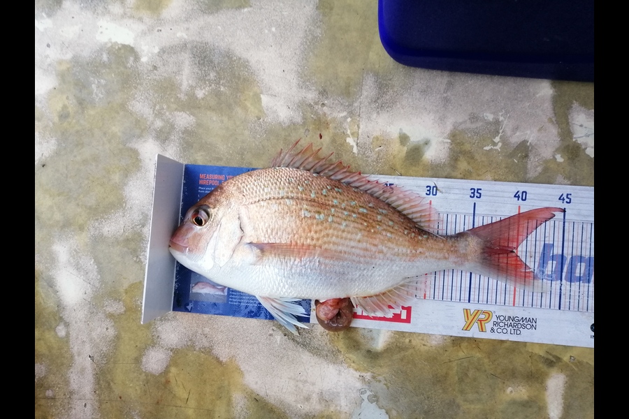 Marisa Andrews caught this 39.5cm Snapper at wellington west coast during The Export NZ Fishing Competition