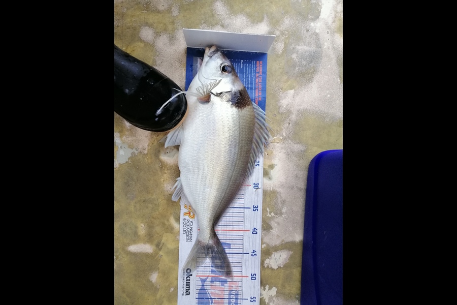 Marisa Andrews caught this 46cm Tarakihi at wellington west coast during The Export NZ Fishing Competition