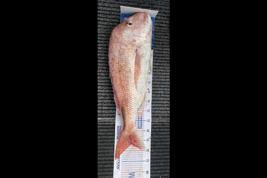 sandeep prasad caught this 66.5cm Snapper at Little barrier during The Export NZ Fishing Competition