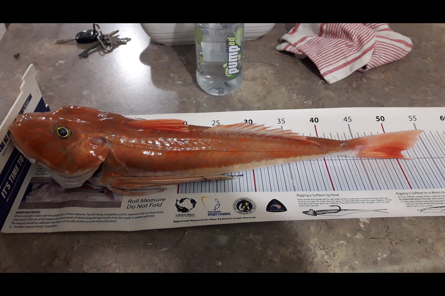 Jeff Holden caught this 50cm Gurnard at Tennyson Inlet during The Export NZ Fishing Competition
