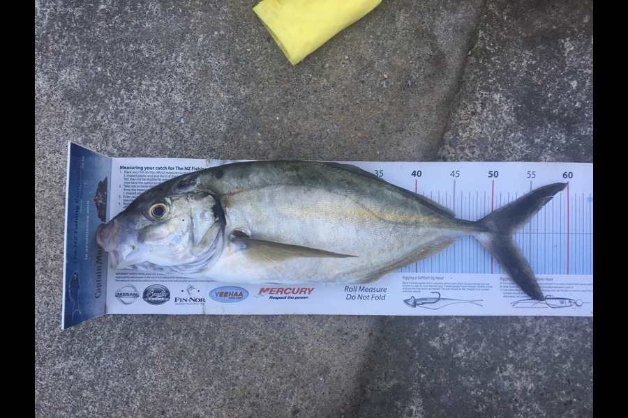 Anthony Murray caught this 52.5cm Trevally at Makara during The Export NZ Fishing Competition