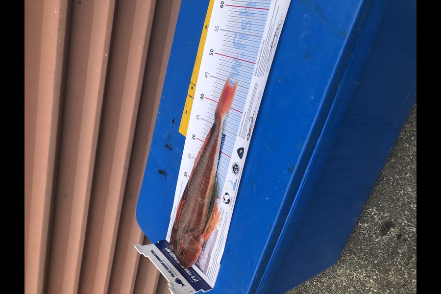Steve Lawn caught this 44cm Gurnard at Papakura channel  during The Export NZ Fishing Competition