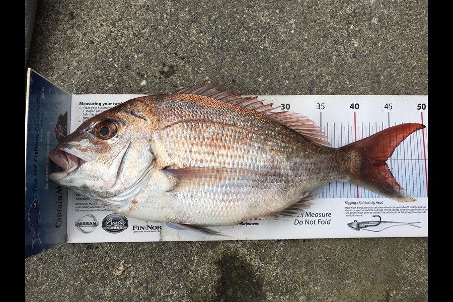 Anthony Murray caught this 44.0cm Snapper at Makara during The Export NZ Fishing Competition