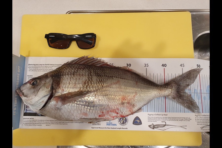 Hamish Woods caught this 45cm Tarakihi at Mana during The Export NZ Fishing Competition