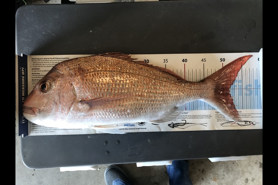 Miah Dixon caught this 51.5cm Snapper at Tamaki Strait during The Export NZ Fishing Competition
