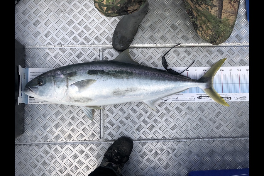 Daneo  Huxtable  caught this 104.5cm Kingfish at Major Island  during The Export NZ Fishing Competition