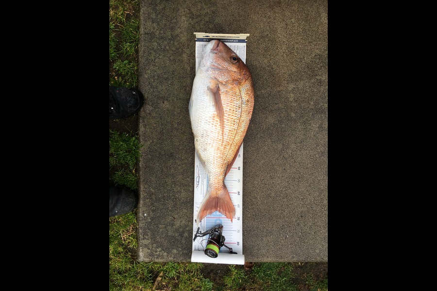 Michael Brown caught this 67cm Snapper at Bop during The Export NZ Fishing Competition