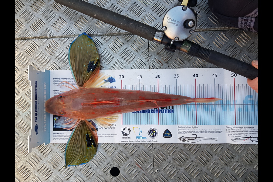 Craig Simpson caught this 42.0cm Gurnard at Plimmerton  during The Export NZ Fishing Competition