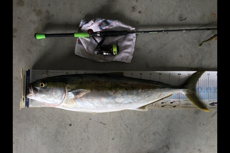 Michael Brown caught this 88.5cm Kingfish at Bop during The Export NZ Fishing Competition