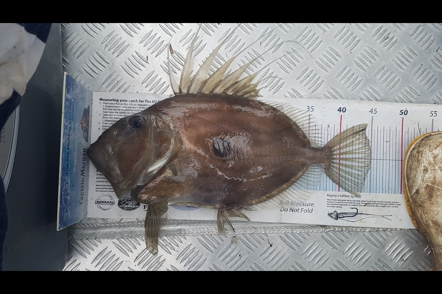 Spencer Roff caught this 44.0cm John Dory at Omaha during The Export NZ Fishing Competition