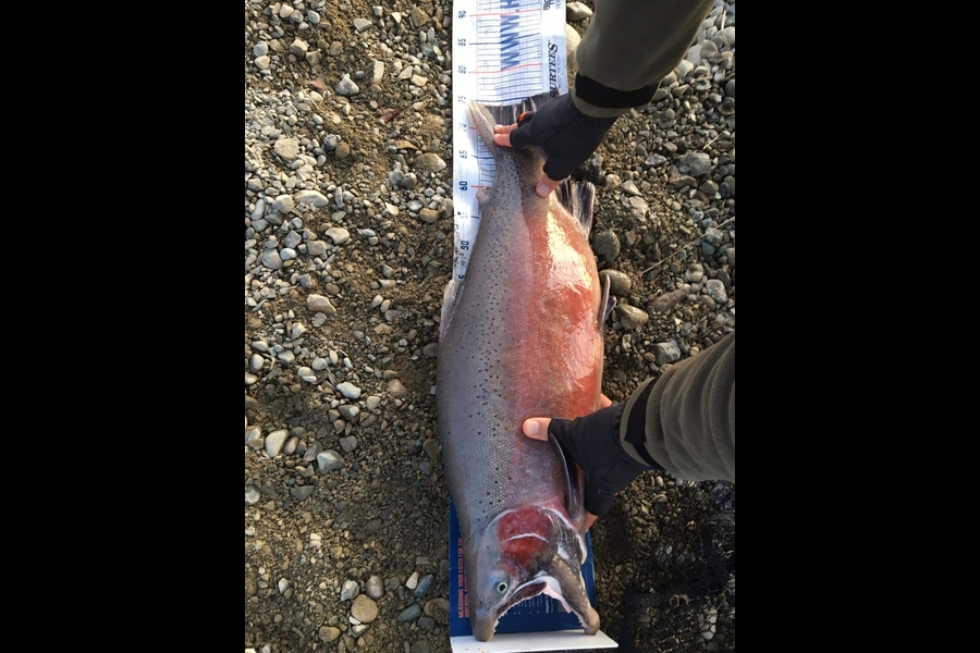 Ben Cullen caught this 74.0cm Trout at Twizel during The Export NZ Fishing Competition