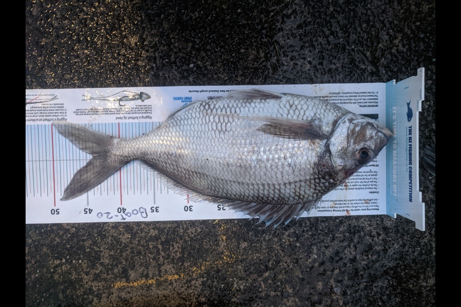 Adam Collins caught this 44.0cm Tarakihi at Makara, Wellington during The Export NZ Fishing Competition