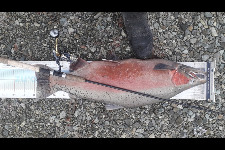 Bob Murphy caught this 88.5cm Trout at Tekapo during The Export NZ Fishing Competition