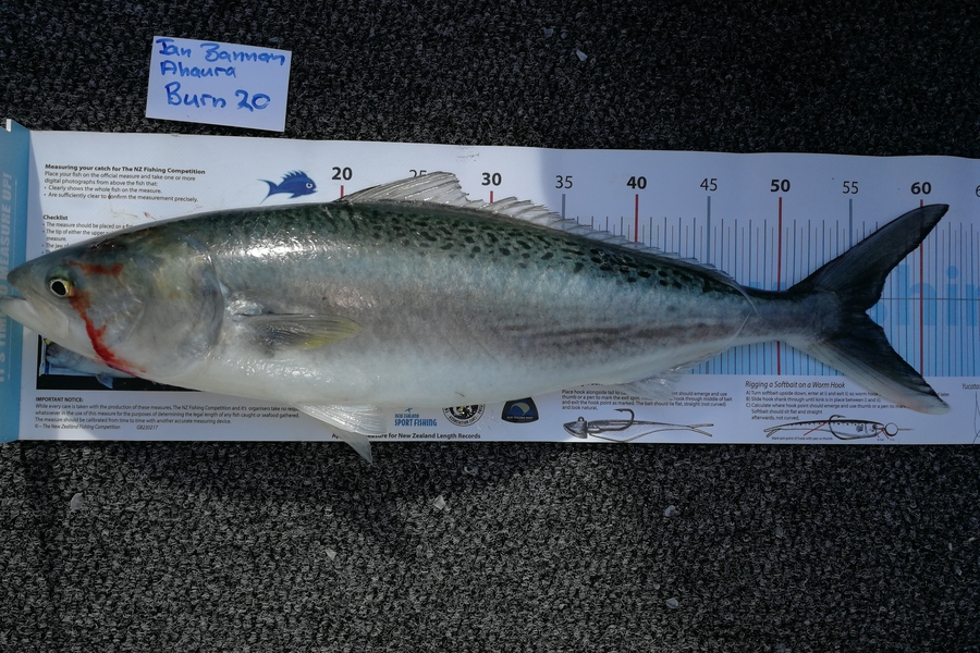 Ian Bannan caught this 56.0cm Kahawai at Gulf during The Export NZ Fishing Competition