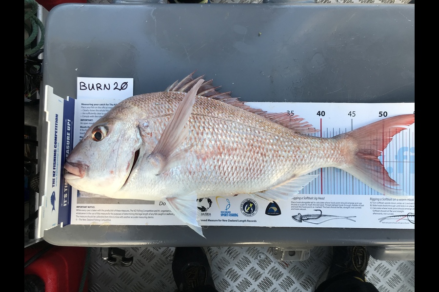 Darren Bugg caught this 49.0cm Snapper at Noises during The Export NZ Fishing Competition