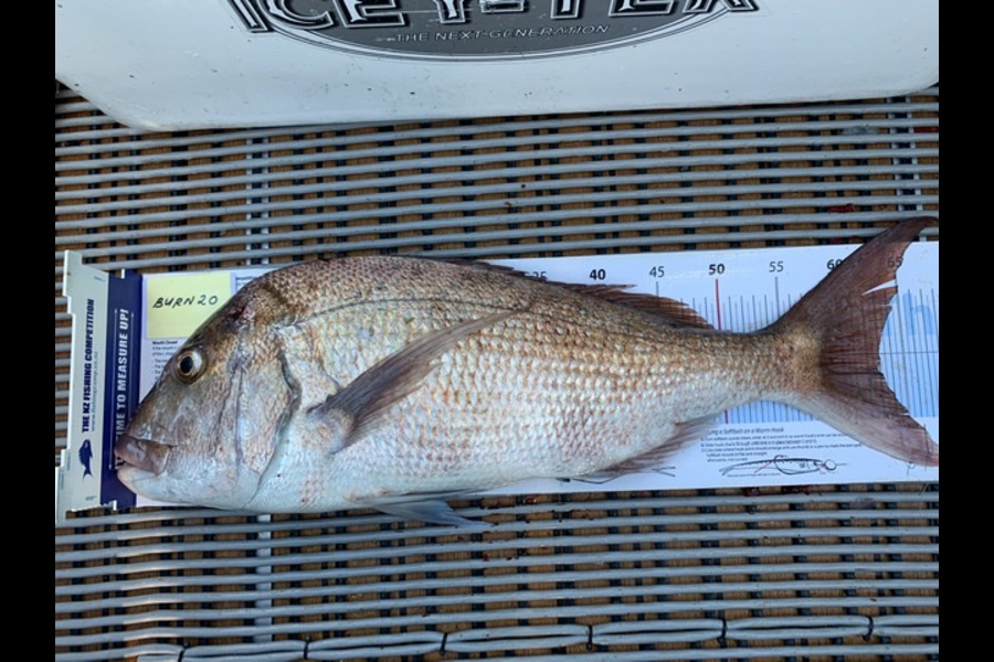 George Nam caught this 63cm Snapper at Hauraki Gulf during The Export NZ Fishing Competition