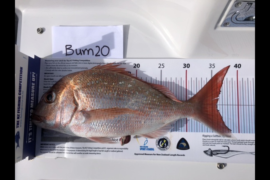 Murray Kimpton caught this 36.0cm Snapper at Hauraki gulf during The Export NZ Fishing Competition