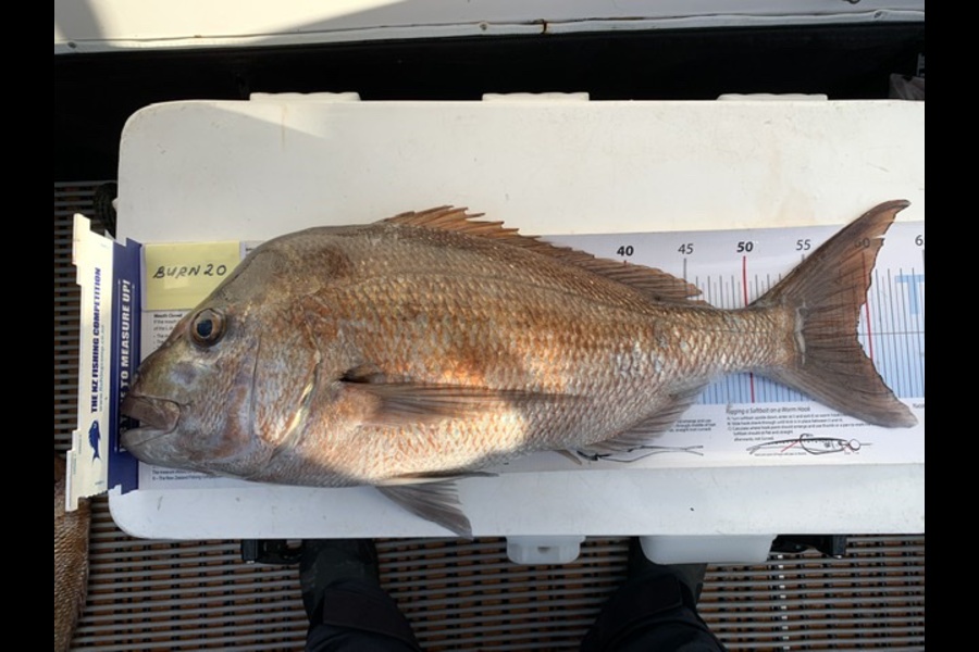 Henry Yee caught this 59.0cm Snapper at Hauraki Gulf during The Export NZ Fishing Competition